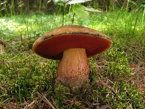 Klikni pro velký obrázek