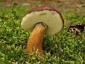 Klikni pro velký obrázek