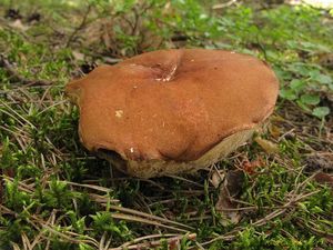 Klikni pro velký obrázek