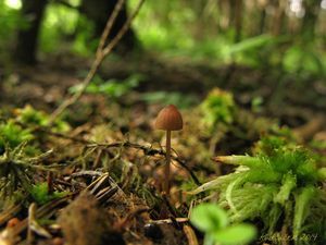 Klikni pro velký obrázek