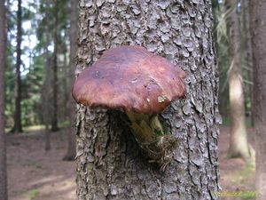 Klikni pro velký obrázek