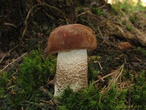 Klikni pro velký obrázek