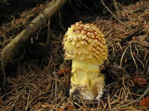 Klikni pro velký obrázek