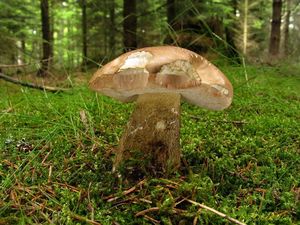 Klikni pro velký obrázek