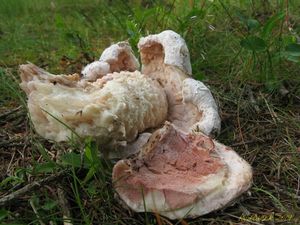 Klikni pro velký obrázek