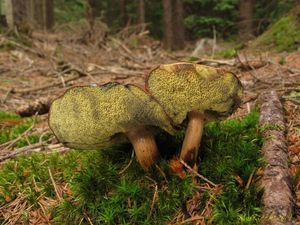 Klikni pro velký obrázek