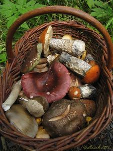 Klikni pro velký obrázek