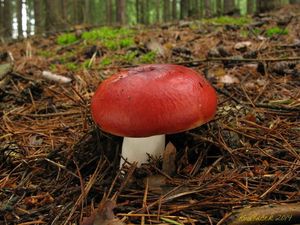 Klikni pro velký obrázek