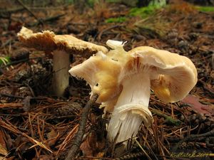 Klikni pro velký obrázek