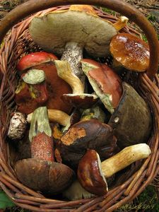 Klikni pro velký obrázek