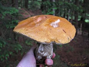 Klikni pro velký obrázek