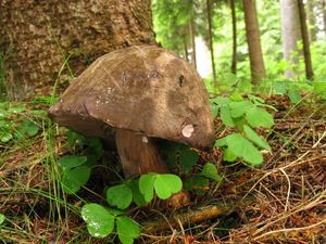 Klikni pro velký obrázek