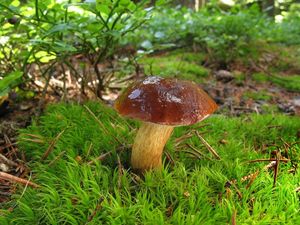 Klikni pro velký obrázek