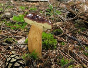 Klikni pro velký obrázek