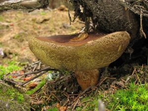 Klikni pro velký obrázek