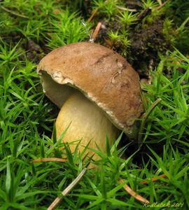 Klikni pro velký obrázek