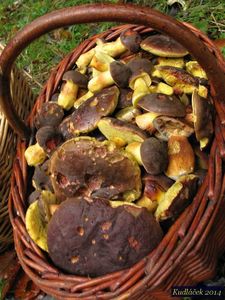 Klikni pro velký obrázek