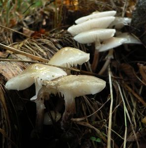 Klikni pro velký obrázek