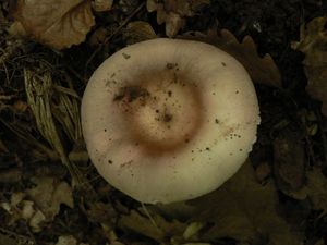 Klikni pro velký obrázek