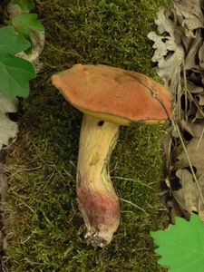 Klikni pro velký obrázek