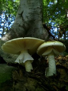 Klikni pro velký obrázek