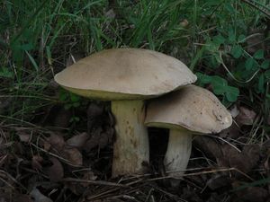 Klikni pro velký obrázek