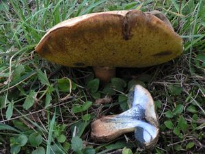 Klikni pro velký obrázek