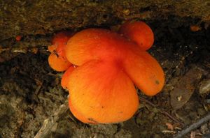 Klikni pro velký obrázek