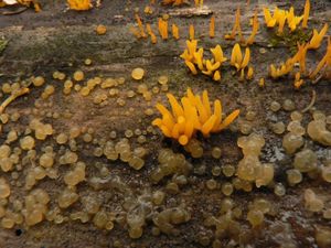 Klikni pro velký obrázek