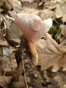 Klikni pro velký obrázek