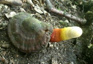 Klikni pro velký obrázek