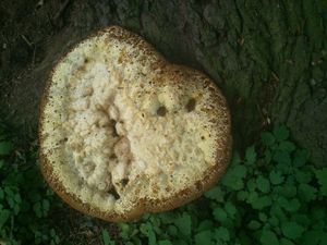 Klikni pro velký obrázek