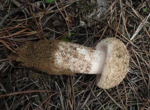 Klikni pro velký obrázek