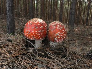 Klikni pro velký obrázek