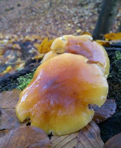 Klikni pro velký obrázek