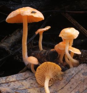 Klikni pro velký obrázek