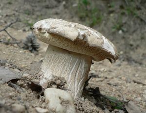 Klikni pro velký obrázek