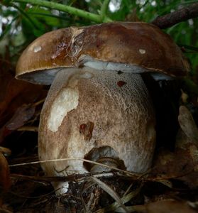 Klikni pro velký obrázek