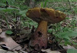 Klikni pro velký obrázek