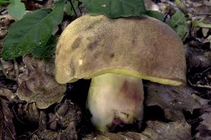 Klikni pro velký obrázek