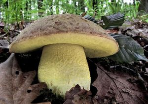 Klikni pro velký obrázek