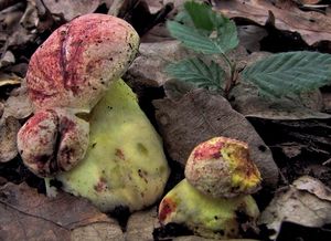 Klikni pro velký obrázek