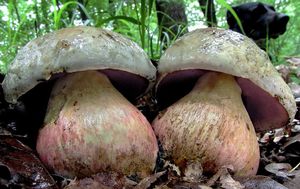 Klikni pro velký obrázek