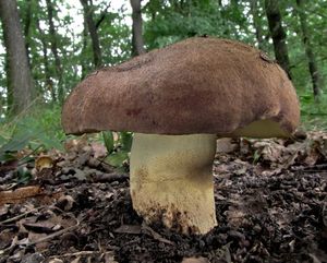 Klikni pro velký obrázek