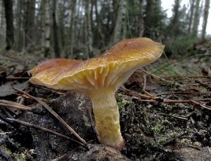 Klikni pro velký obrázek