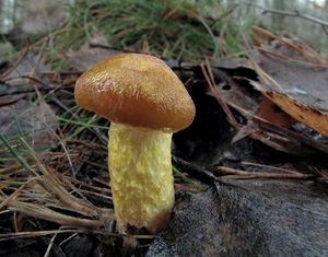 Klikni pro velký obrázek