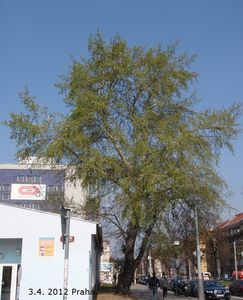 Topol bílý (Populus alba)