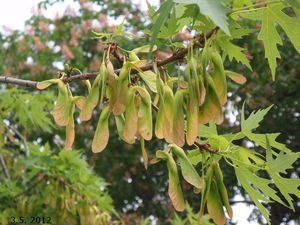 Javor stříbrný (Acer saccharinum)