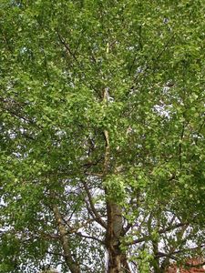 Topol osika (Populus tremula)