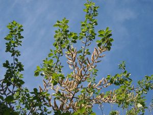 Vrba jíva (Salix caprea)